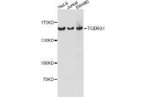 Western blot analysis of extracts of various cell lines, using TCERG1 antibody. (TCERG1 anticorps)