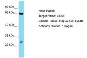 Image no. 1 for anti-Lin-54 Homolog (LIN54) (C-Term) antibody (ABIN6750578) (LIN54 anticorps  (C-Term))