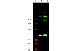 Western blot using anti-IRS1 pS307 antibody shows detection. (IRS1 anticorps  (pSer307))
