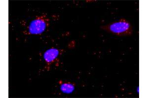 Proximity Ligation Analysis of protein-protein interactions between MSH2 and MSH6. (MSH6 anticorps  (AA 931-1030))