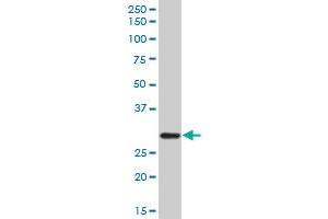C1QA MaxPab polyclonal antibody.