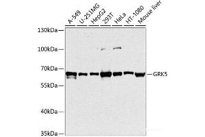 Western blot analysis of extracts of various cell lines using GRK5 Polyclonal Antibody at dilution of 1:1000. (GRK5 anticorps)