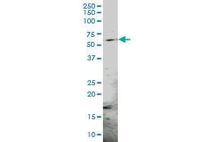 PSMC3 MaxPab polyclonal antibody.
