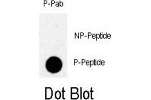 Dot Blot (DB) image for anti-Myelin Transcription Factor 1 (MYT1) (pThr495) antibody (ABIN3001766) (MYT1 anticorps  (pThr495))