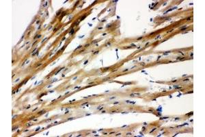 IHC-P: Presenilin 2 antibody testing of rat heart tissue (Presenilin 2 anticorps  (N-Term))