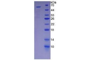 SDS-PAGE analysis of Human KIR2DS2 Protein. (KIR2DS2 Protéine)