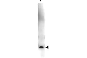 Western Blot showing detection of Recombinant Human VEGF-165.