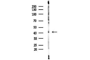 Western blot analysis of lysates from 293 cells(starvation 24h treatment), using TSSK1 Antibody at 1/1000 dilution.
