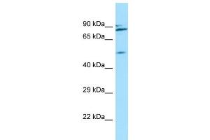 WB Suggested Anti-NUP54 Antibody Titration: 1. (NUP54 anticorps  (C-Term))