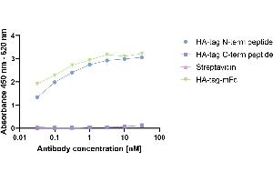 Mouse anti-Rabbit IgG antibody (HRP)