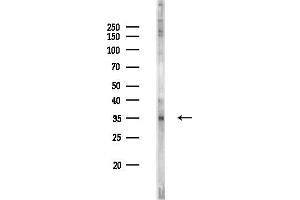 anti-5-Hydroxytryptamine (serotonin) Receptor 5B (HTR5B) (Internal Region) antibody