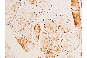 ABIN6267073 at 1/100 staining human heart tissue sections by IHC-P. (CHEK1 anticorps  (pSer280))