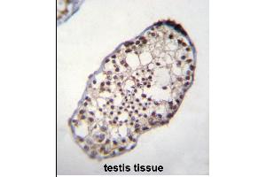 TSGA10IP Antibody (C-term) (ABIN655354 and ABIN2844913) immunohistochemistry analysis in formalin fixed and paraffin embedded human testis tissue followed by peroxidase conjugation of the secondary antibody and DAB staining. (TSGA10IP anticorps  (C-Term))