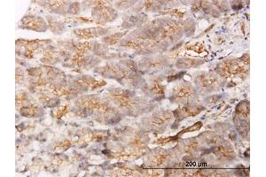 Immunoperoxidase of monoclonal antibody to GBP1 on formalin-fixed paraffin-embedded human pancreas.