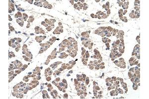 GCDH antibody was used for immunohistochemistry at a concentration of 4-8 ug/ml to stain Skeletal muscle cells (arrows) in Human Muscle. (GCDH anticorps  (C-Term))
