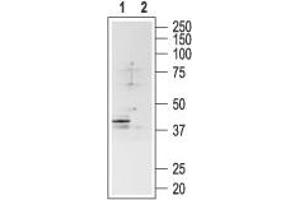 Western blot analysis of rat brain lysate: - 1. (SSTR4 anticorps  (2nd Extracellular Loop))