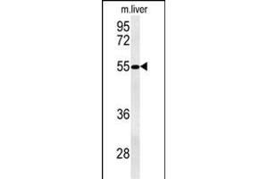 NL3 Antibody (N-term) (ABIN651514 and ABIN2840273) western blot analysis in mouse liver tissue lysates (35 μg/lane). (NIPAL3 anticorps  (N-Term))