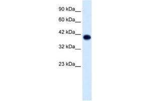 Western Blotting (WB) image for anti-Transcription Factor AP-4 (Activating Enhancer Binding Protein 4) (TFAP4) antibody (ABIN2460730) (TFAP4 anticorps)