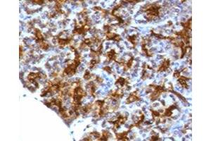 IHC testing of FFPE human pancreas with MAML3 antibody (clone MMLP3-1). (MAML3 anticorps)