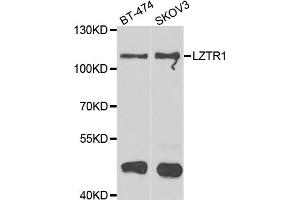 Western blot analysis of extracts of various cell lines, using LZTR1 antibody (ABIN4904276) at 1:1000 dilution. (LZTR1 anticorps)