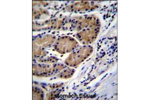 CTSO Antibody immunohistochemistry analysis in formalin fixed and paraffin embedded human stomach tissue followed by peroxidase conjugation of the secondary antibody and DAB staining.