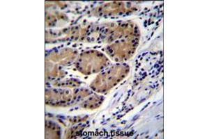 CTSO Antibody immunohistochemistry analysis in formalin fixed and paraffin embedded human stomach tissue followed by peroxidase conjugation of the secondary antibody and DAB staining. (CTSO anticorps  (N-Term))