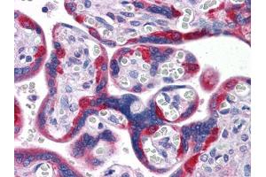 Immunohistochemical analysis of paraffin-embedded human Placenta tissues using PEG10 mouse mAb (PEG10 anticorps)