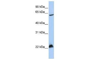 Western Blotting (WB) image for anti-Mahogunin, Ring Finger 1 (MGRN1) antibody (ABIN2458716) (Mahogunin RING Finger Protein 1 anticorps)