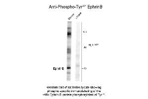 Western Blot of Anti-EphrinB pT317 (Rabbit) Antibody - 600-401-D36 Western Blot of Anti-EphrinB pT317 (Rabbit) Antibody.