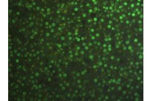 Detection of H3 in Rat Adrenal Tissue using Polyclonal Antibody to Histone H3 (H3)