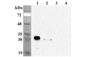 Western blot analysis using anti-NQO1 (human), mAb (Skiny-1)  at 1:5'000 dilution. (NQO1 anticorps)