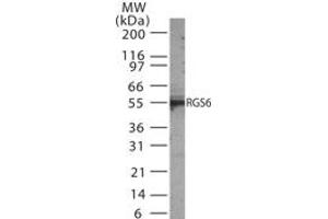 Image no. 1 for anti-Regulator of G-Protein Signaling 6 (RGS6) (AA 182-198) antibody (ABIN233211)