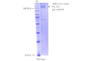 Size, purity and oligomerization state of CoV-2 spike protein assessed by SDS-PAGE