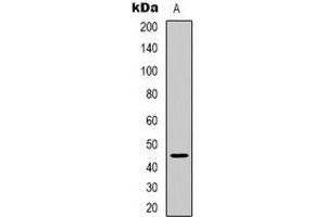 anti-Arrestin Domain Containing 2 (ARRDC2) antibody