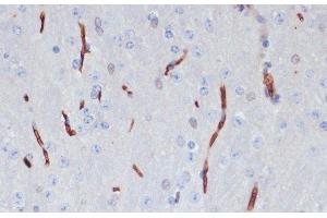 Immunohistochemistry of paraffin-embedded Mouse brain using APOA1 Polyclonal Antibody at dilution of 1:100 (40x lens). (APOA1 anticorps)