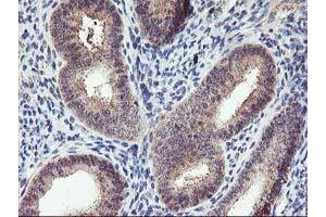 Immunohistochemical staining of paraffin-embedded Human endometrium tissue using anti-PNMT mouse monoclonal antibody. (PNMT anticorps)