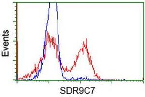 Image no. 3 for anti-Short Chain Dehydrogenase/reductase Family 9C, Member 7 (SDR9C7) antibody (ABIN1500845) (SDR9C7 anticorps)