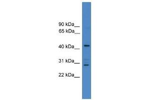ARMC8 antibody used at 0. (ARMC8 anticorps  (N-Term))