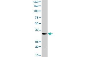 PLSCR3 MaxPab rabbit polyclonal antibody. (PLSCR3 anticorps  (AA 1-295))