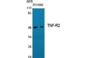 Western Blotting (WB) image for anti-Tumor Necrosis Factor Receptor Superfamily, Member 1B (TNFRSF1B) (C-Term) antibody (ABIN3180367) (TNFRSF1B anticorps  (C-Term))