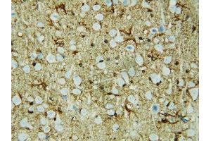 Anti-HSF2 antibody, IHC(P) IHC(P): Rat Brain Tissue