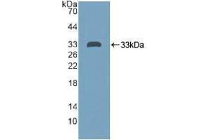 Western blot analysis of recombinant Human PTPRH. (PTPRH anticorps  (AA 844-1096))