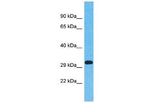 Western Blotting (WB) image for anti-Olfactory Receptor, Family 5, Subfamily AN, Member 1 (OR5AN1) (C-Term) antibody (ABIN2791745) (OR5AN1 anticorps  (C-Term))