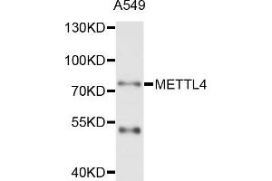 Western blot analysis of extract of A549 cells, using METTL4 antibody. (METTL4 anticorps)