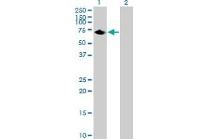 Western Blot analysis of C20orf132 expression in transfected 293T cell line by C20orf132 MaxPab polyclonal antibody. (C20orf132 anticorps  (AA 1-608))