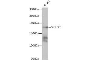 Western blot analysis of extracts of K-562 cells, using SIGLEC5 antibody  at 1:1000 dilution.