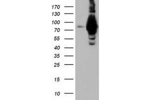 Image no. 2 for anti-Aldehyde Dehydrogenase 1 Family, Member L1 (ALDH1L1) antibody (ABIN1496585) (ALDH1L1 anticorps)