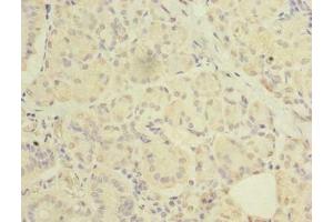 Immunohistochemistry of paraffin-embedded human pancreatic tissue using ABIN7175069 at dilution of 1: 100 (C2orf27A anticorps  (AA 3-174))