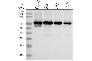 Western blot analysis of p60 CAF1 using anti-p60 CAF1 antibody (ABIN7605829).