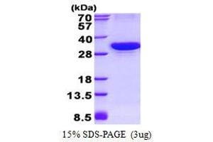 Autophagy Related 10 (ATG10) protein (His tag)